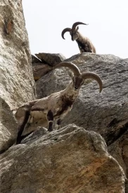 Wildlife enroute Gaumukh