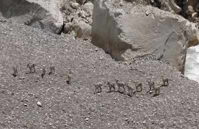 A herd of Bharal near Chirbasa enroute Gaumukh
