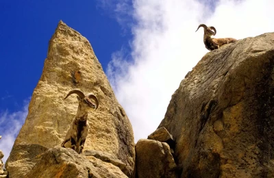 A herd of Bharal and alpha male on the highest point. En-route Gaumukh.  