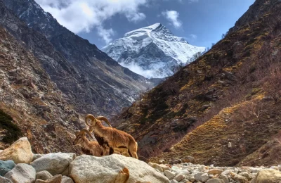 Bharals on a dry river bed overlooking the snow peaks.