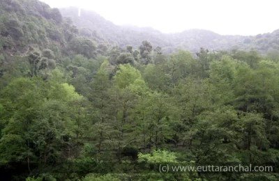 Forest in the opposite hill of Gaurikund