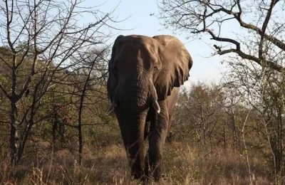 Elephant in Rajaji National Park