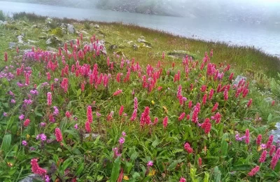 Flowers near Hemkund Lake