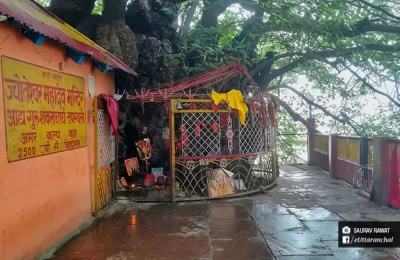 The sacred tree Kalpvriksha at Tapovan, Joshimath, adjacent to Jyoteshwar Mahadev temple 