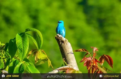 Bird in frame, Around kanatal (Dhanaulti), Uttarakhand.