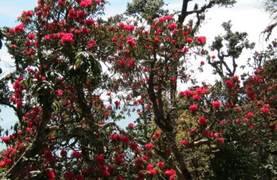 The trek is full of rhododendron (Buransh) flowers during March-April