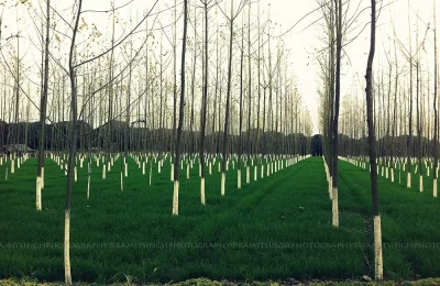 Tree farming at Kashipur, Uttarakhand