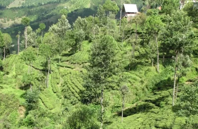 Tea Gardens near Kausani, Bageshwar