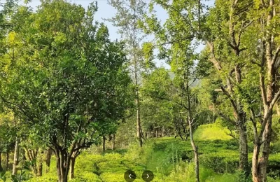 Kausani Tea Garden