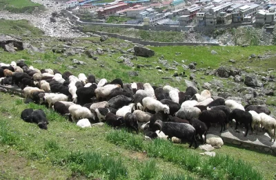 A herd of sheep is grazing in the meadows of Kedarnath also, you can see the Kedarnath town and temple in the background. 