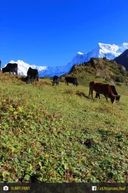 Cattle grazing the in meadows of Madhyamaheshwar. 