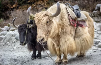 Yaks in Manali