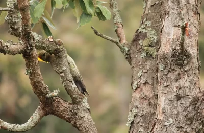 Camouflaged woodpecker shot at Mukteshwer during my recent visit