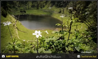 A natural lake surrounded with trees, flowers and grass in Thal, Munsiyari Pithoragarh.
