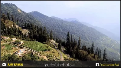 zig zag road surrounded by dense green forest in thal Munsiyari Pithoragarh.