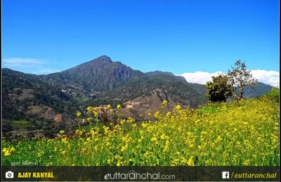 Beautiful Mustard fields in Thal Munsiyari Pithoragarh.