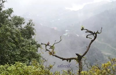 Scenic beauty of Mussoorie valley.