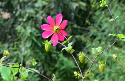  A beautiful flower of Mussoorie.