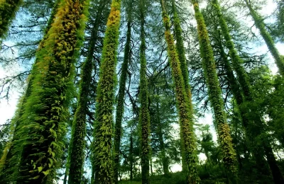 Camel Back rock point, Nainital.