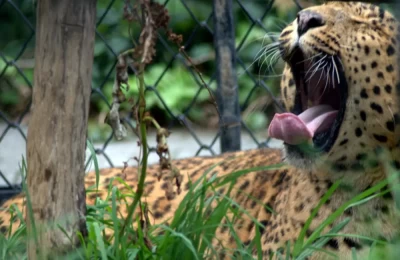 Leopard in Nainital Zoo.