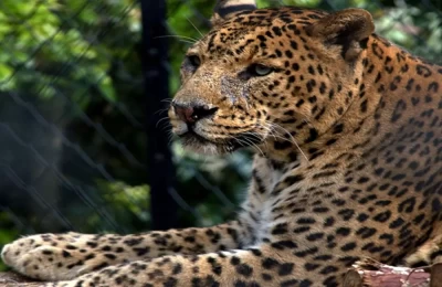 female leopard at Nainital zoo. 