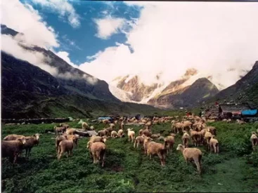 Nanda Devi National Park in Uttarakhand