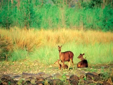 Wildlife in Nanda Devi Bio Reserve