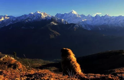 A dog sitting alone in front of panchchuli peaks. 