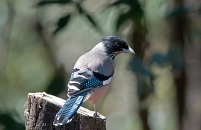 Black-headed Jay