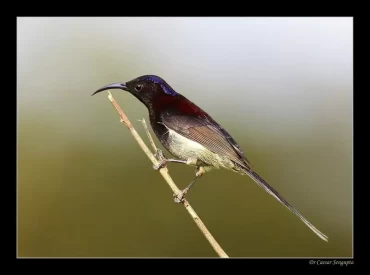Black throated sunbird