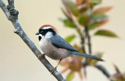 Black-throated Tit