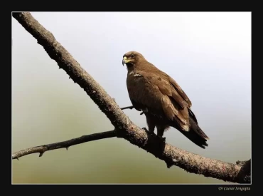 Steppe eagle in Pangot