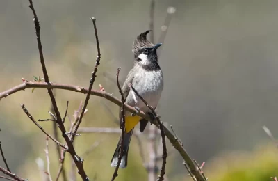 Himalayan Bulbul (Birds in Pangot_