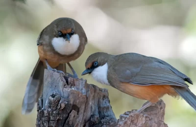 White-throated Laughing-Thrushes