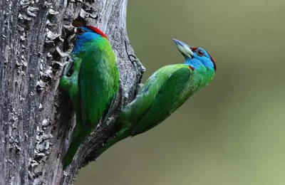 Blue throated barbet