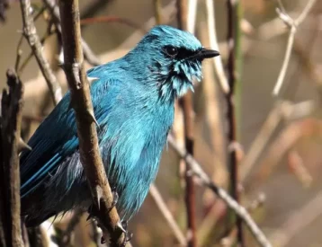 Bird watching at pangot