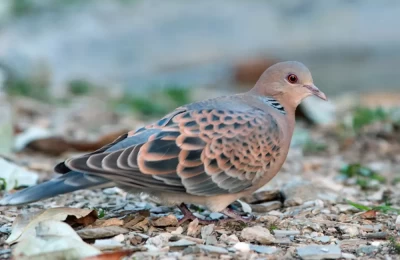 Oriental Turtle Dove