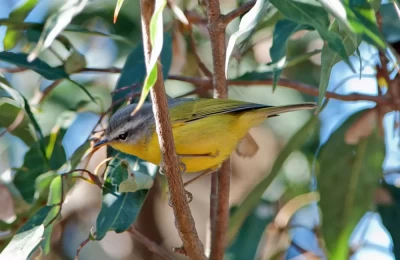 Gray-hooded Warbler