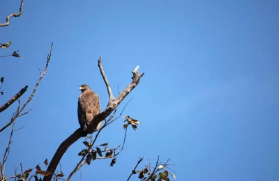 Eagle as seen in Rajaji