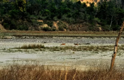 Wildlife in Rajaji National Park