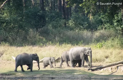 Rajaji Tiger Reserve