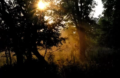 Inside Rajaji forest