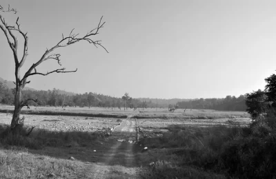 Road over the dried seasonal river in Rajaji National Park