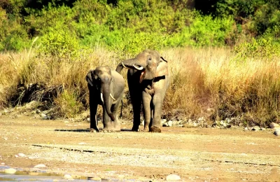Two elephants are playing at Rajaji National park.