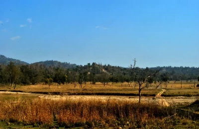 Hills, forests, river and wildlife
