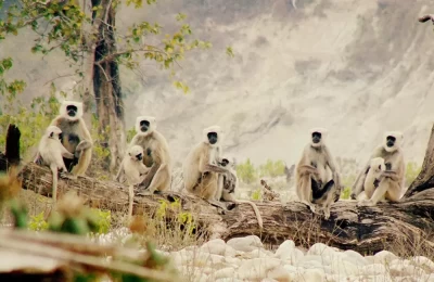 this family was enjoying sitting together, kids playing around and occasional acrobatics at Rajaji National Park.