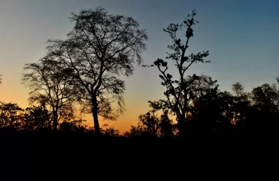 Dark forest after sunset