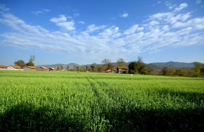 Fields and resorts on the outskirts of Ramnagar