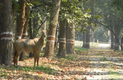 Sambar deer at Ramnagar, Uttarakhand
