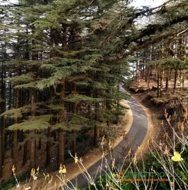 Roads in Ranichauri from Chamba